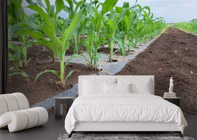 とうもろこし畑　深谷市岡部町の未来品種
Corn field, future variety in Okabe Town, Fukaya City Wall mural